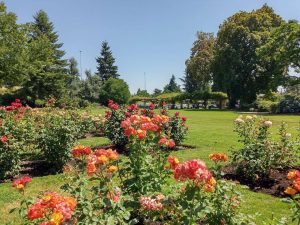 owen-rose-garden-eugene-oregon