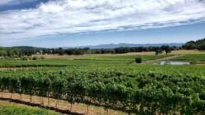 Five Fourteen Vineyards photo
