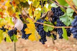 High Pass Winery photo
