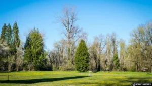 Clearwater Park Disc Golf Course photo