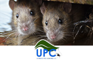 Ultimate Pest Control photo