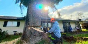 Tim’s Eugene Springfield Tree Removal Service photo