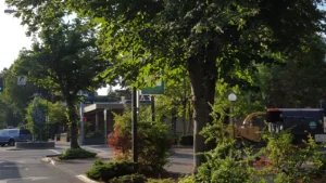 LJ Tree Care LLC photo