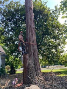Wolfpack Tree Service photo