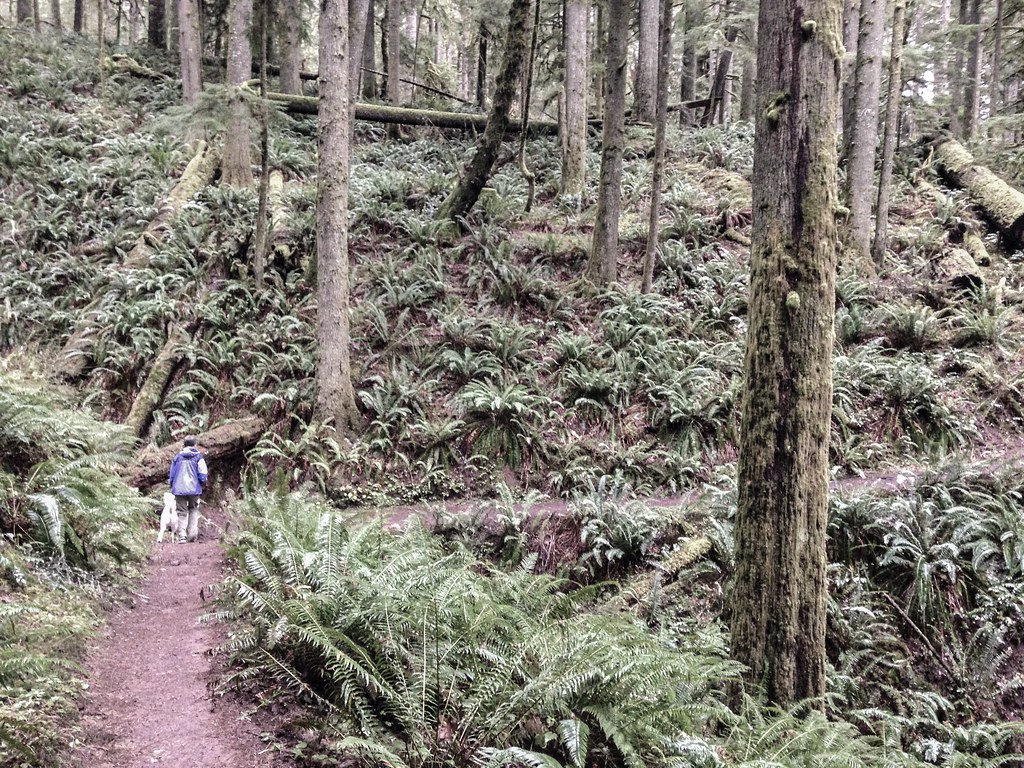 biking Oakridge Oregon — photo 1, Oregon