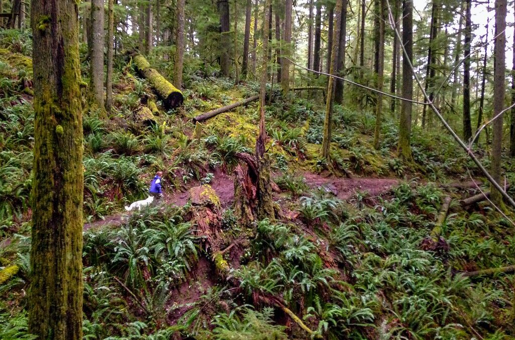 biking Oakridge Oregon, Oregon