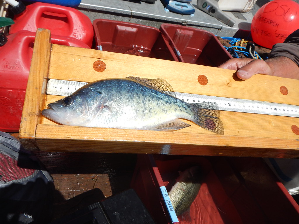 Hills Creek Reservoir — photo 2, Oregon