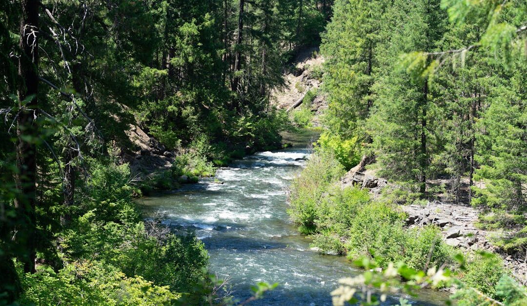 McKenzie River: Trout, Lane County