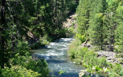 McKenzie River: Trout, Lane County