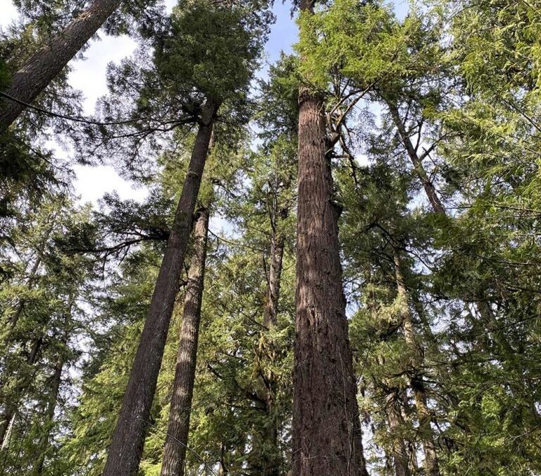 Coburg Hills Hiking:, Oregon