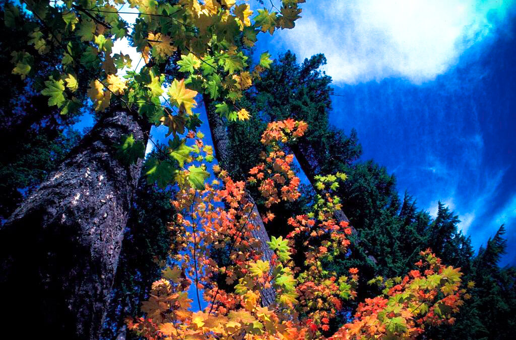 Tire Mountain Trail:, Oregon