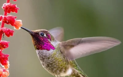 Hummingbird Wholesale:, Oregon