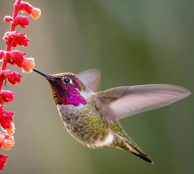 Hummingbird Wholesale:, Oregon